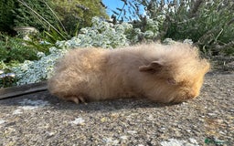 Guinea Pig rodents for sale: Gorgeous pure bred Swiss guinea pig sows - Image 3