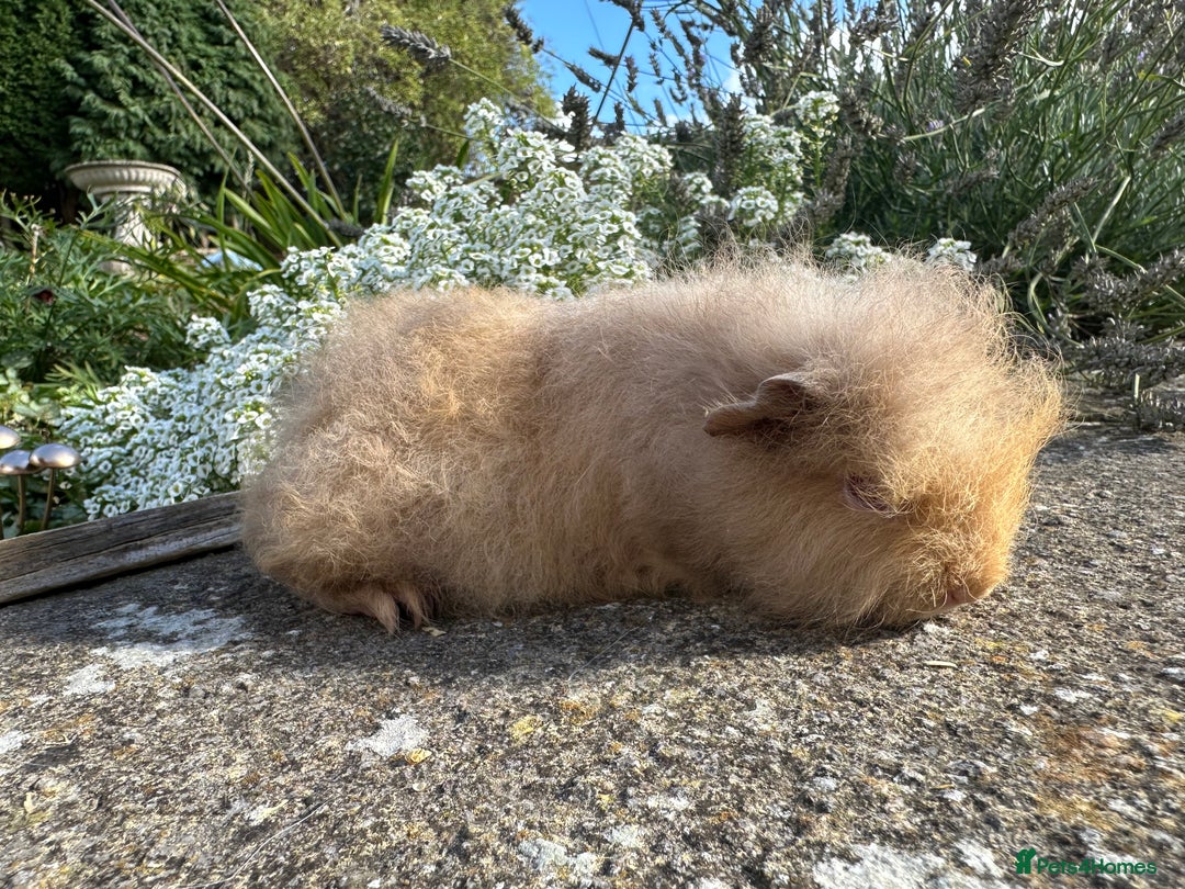 Guinea Pig rodents for sale: Gorgeous pure bred Swiss guinea pig sows - Image 3