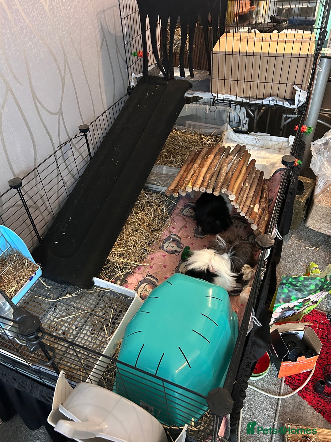 Guinea Pig rodents for sale: 2 male guinea pigs for sale  - Image 10