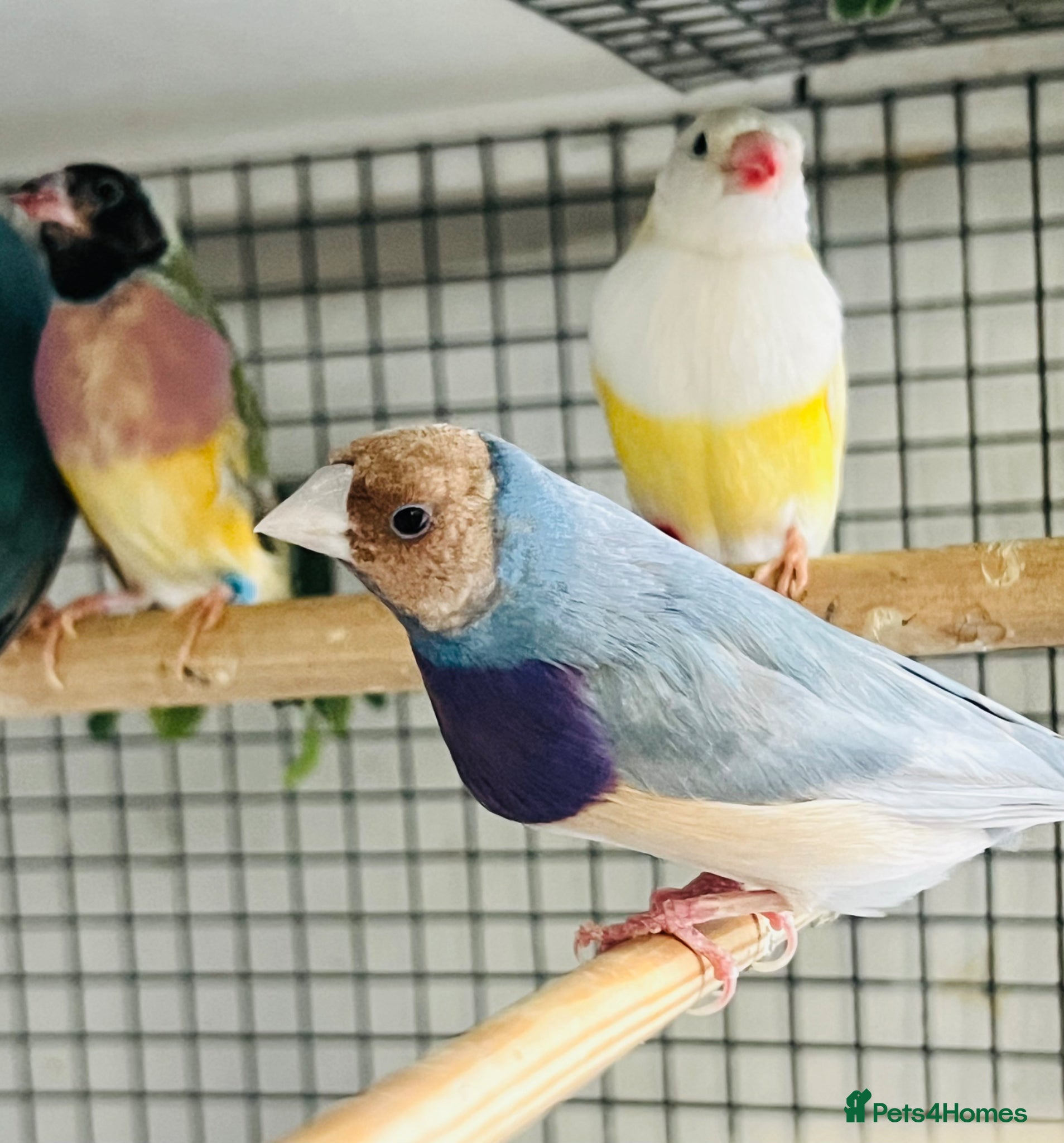 Finches birds Blue Female Gouldian Finch for sale  - Advert 1