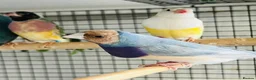 Finches birds for sale: Blue Female Gouldian Finch for sale  - Advert 1