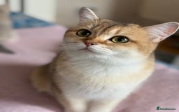 British Shorthair cats for sale: Ready now golden BSH - Image 5