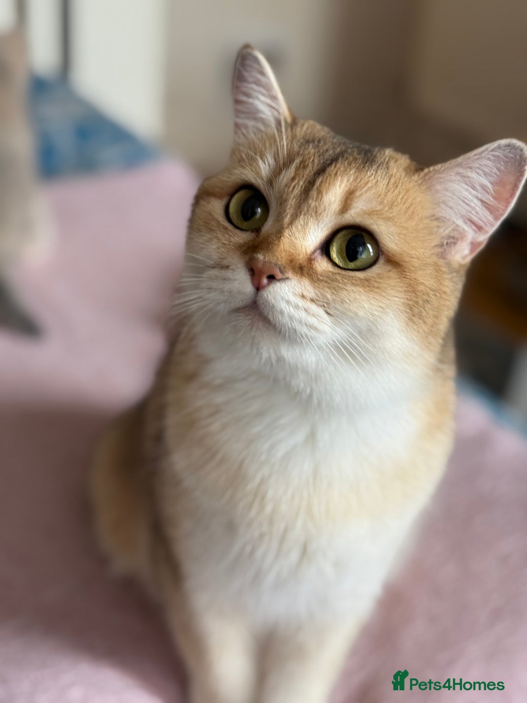 British Shorthair cats for sale: Ready now golden BSH - Image 5