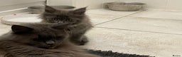 Maine Coon cats for sale: Maine coon GCCF registered  - Advert 6