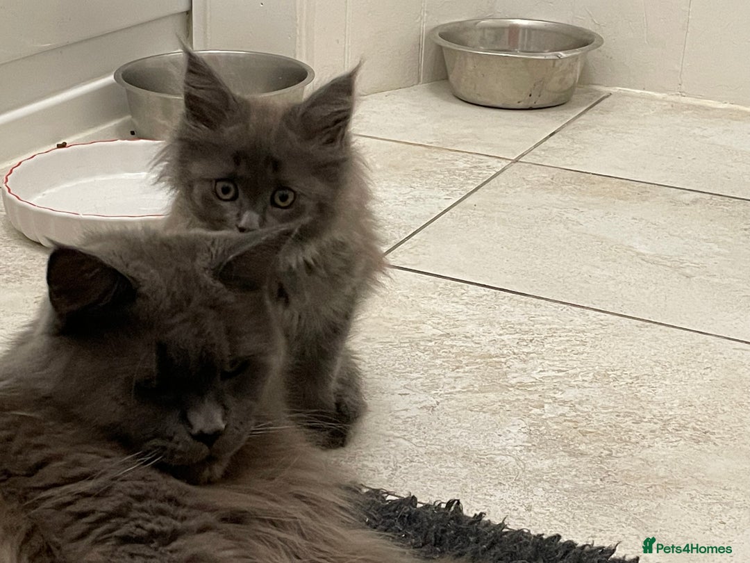 Maine Coon cats for sale: Maine coon GCCF registered  - Advert 6