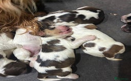 Cocker Spaniel dogs for sale: Show cocker spaniels - both parents family pets  - Image 21