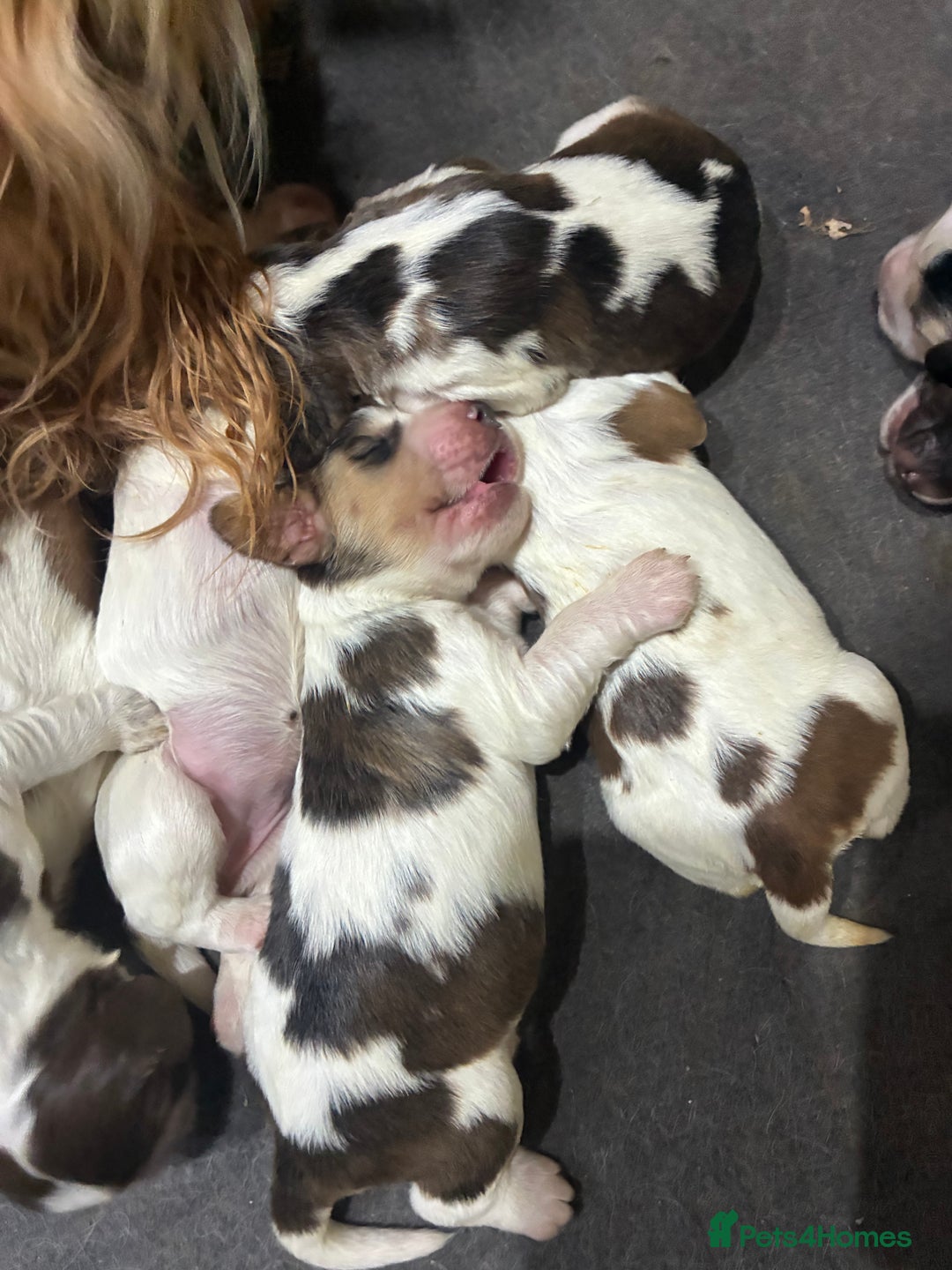 Cocker Spaniel dogs for sale: Show cocker spaniels - both parents family pets  - Image 21