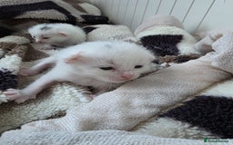 Mixed Breed cats for sale: Mixed kittens😻😽Ragdoll x domestic 🙀👌 - Advert 19