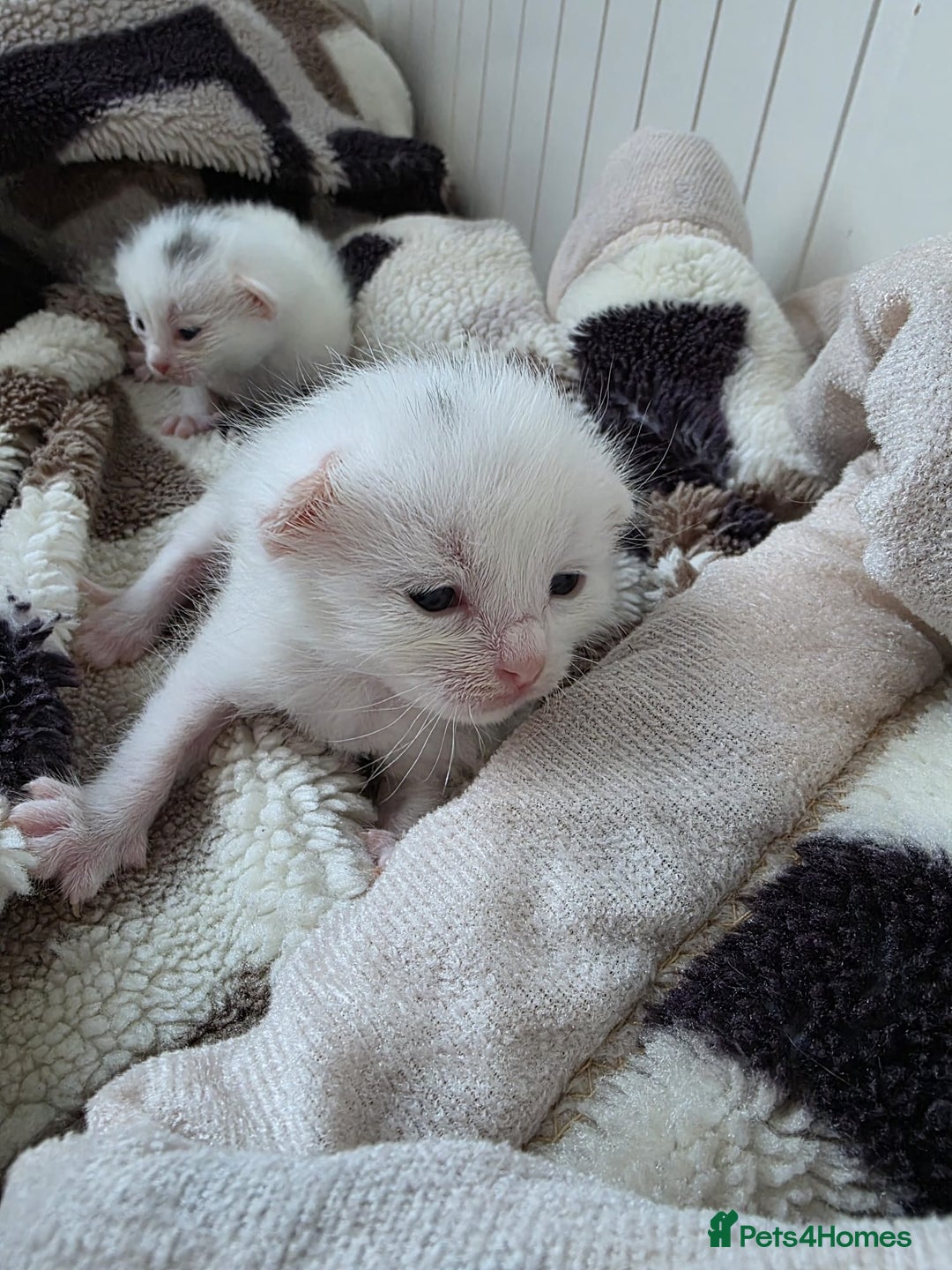 Mixed Breed cats for sale: Mixed kittens😻😽Ragdoll x domestic 🙀👌 - Advert 19