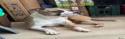 Mixed Breed dogs for sale: Two year old staffy cross free to the right home  - Advert 1