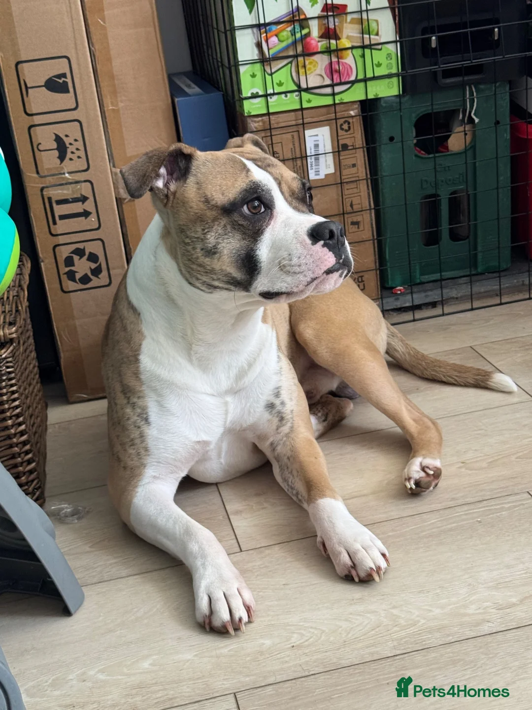 Mixed Breed dogs for sale: Two year old staffy cross free to the right home  - Advert 1