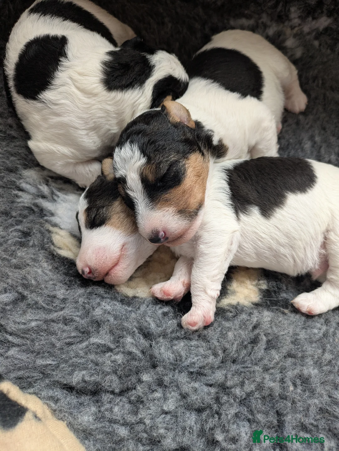 Fox Terrier dogs for sale: Beautiful KC litter of ( 3 boys )  in Wisbech - Advert 20