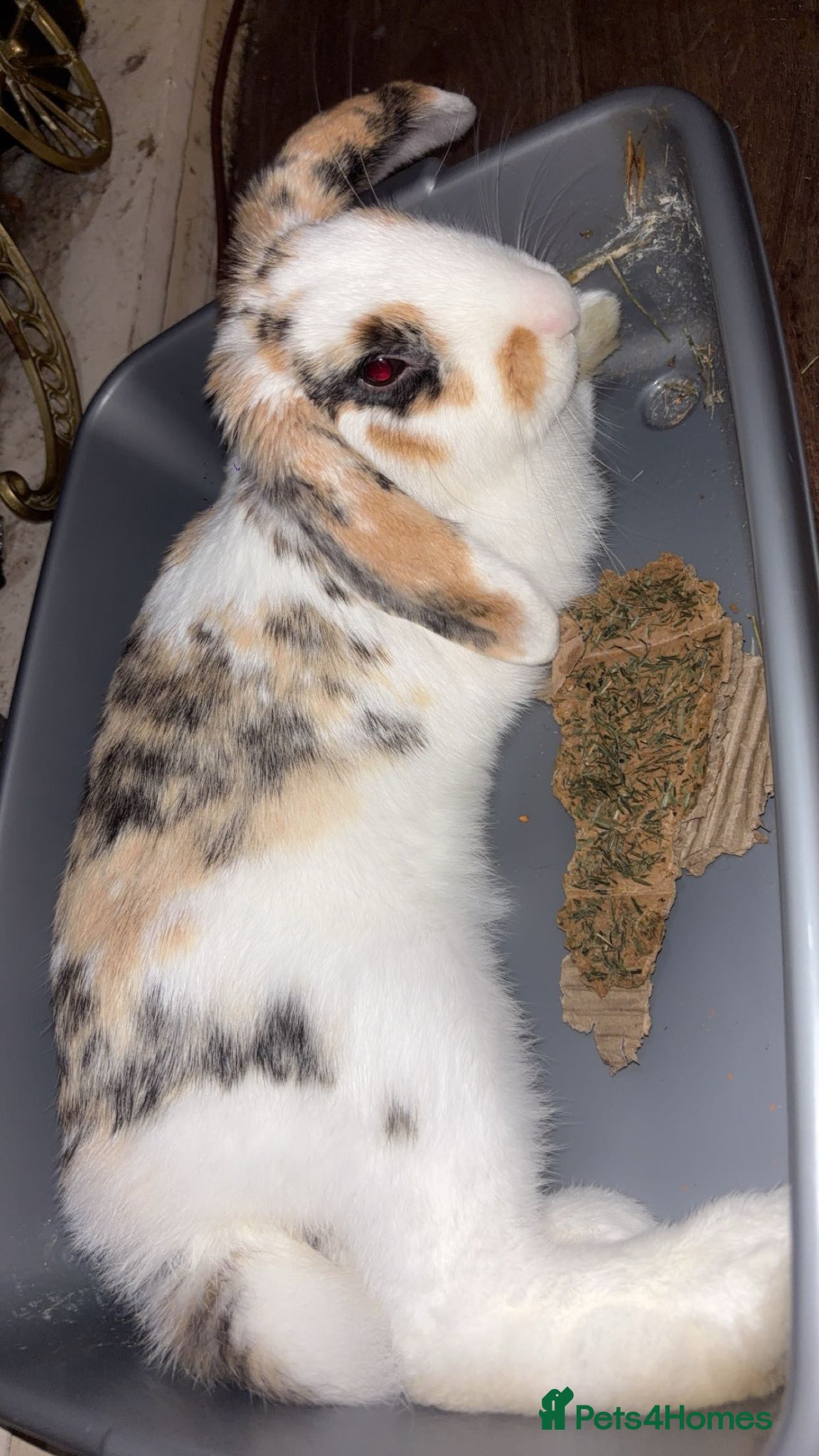 English Lop rabbits English Flop Rabbit needing a new home  - Advert 7