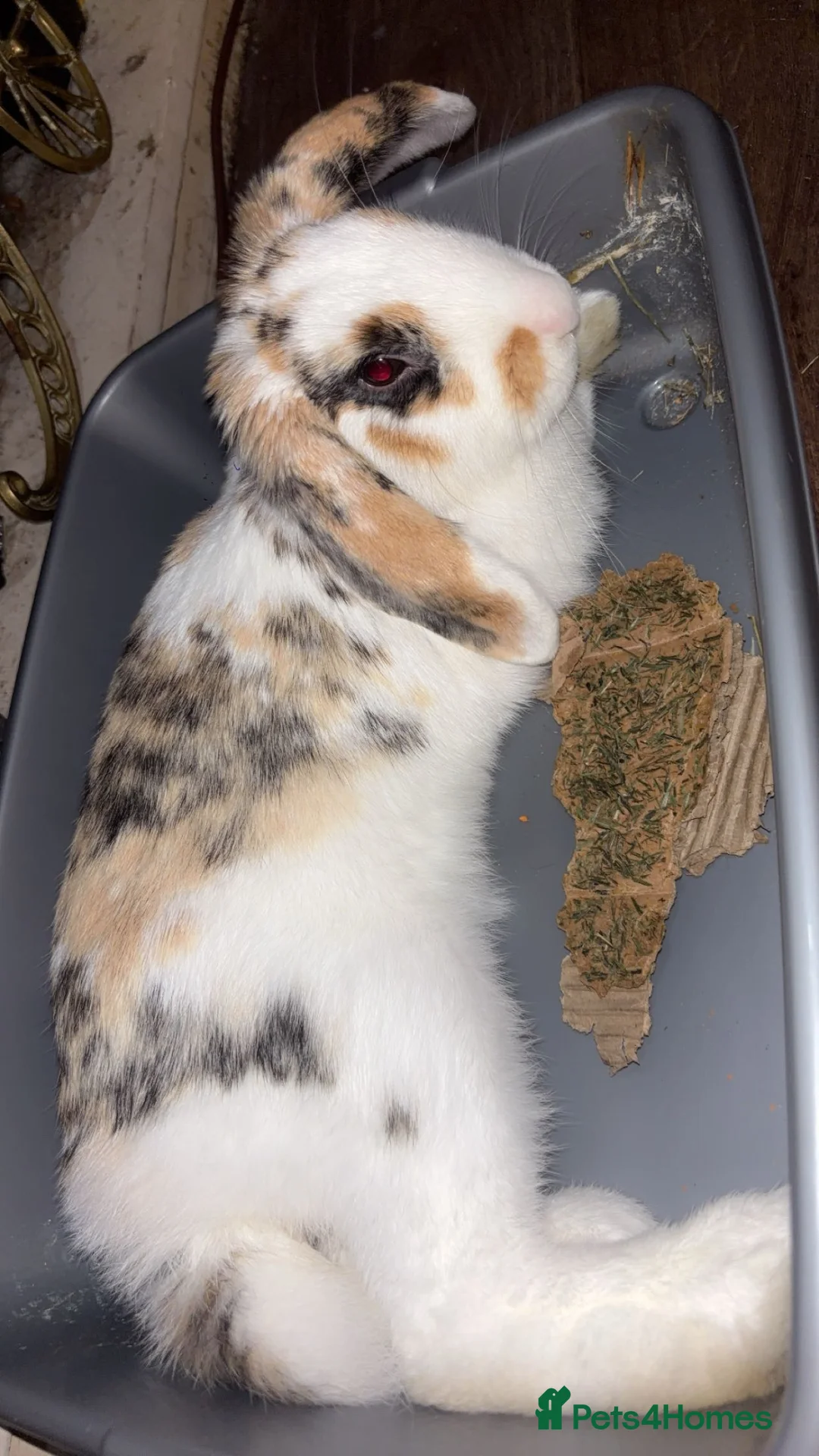 English Lop rabbits for sale: English Flop Rabbit needing a new home  - Advert 1