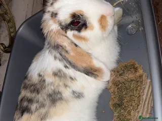 English Lop rabbits English Flop Rabbit needing a new home - Advert 7