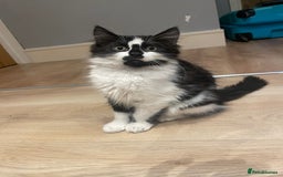 Mixed Breed cats for sale: Super friendly mixed kitten for sale. - Image 5