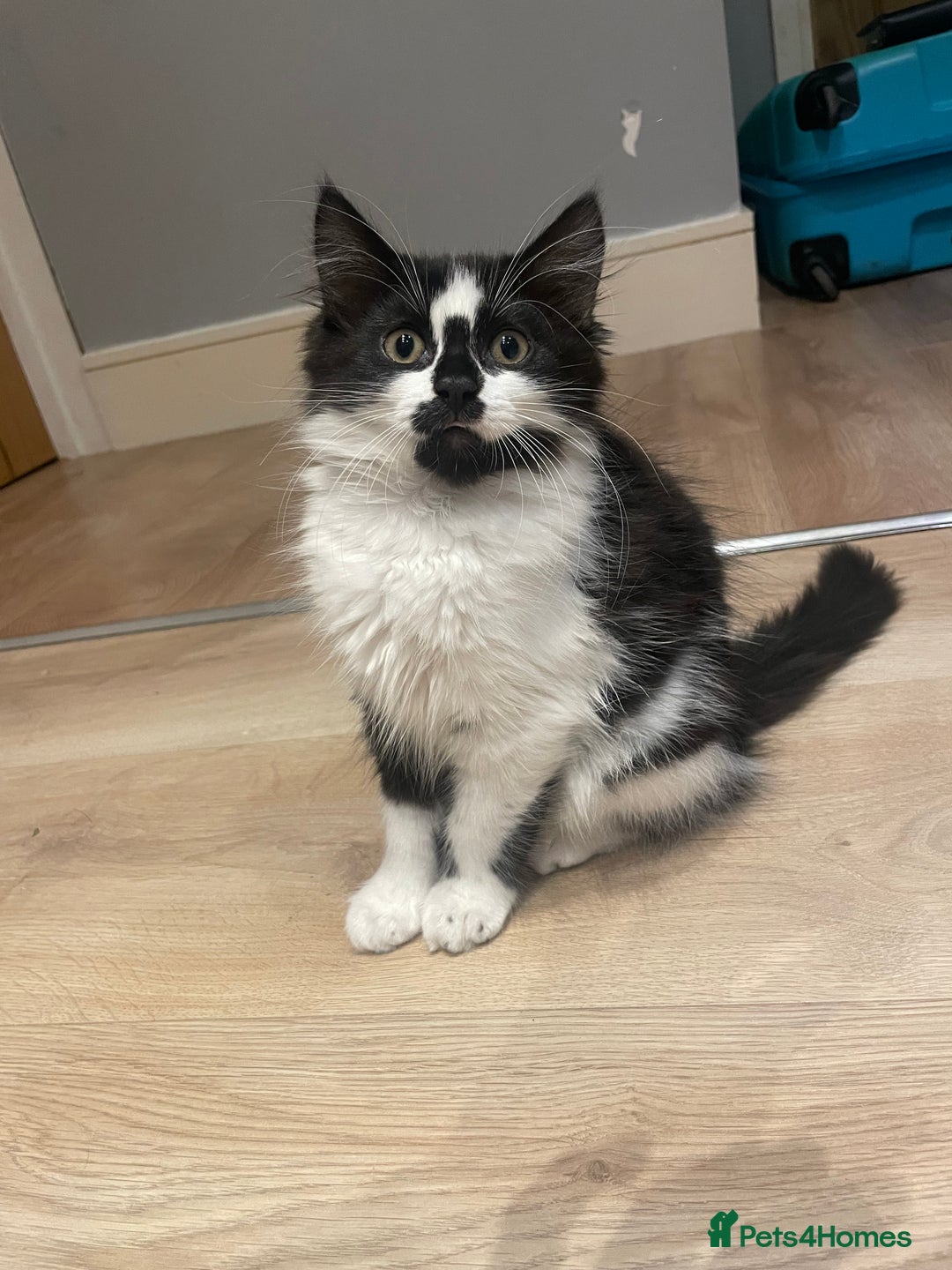 Mixed Breed cats for sale: Super friendly mixed kitten for sale. - Image 5
