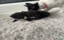 British Shorthair cats for sale: 8 adorable kittens - Image 9