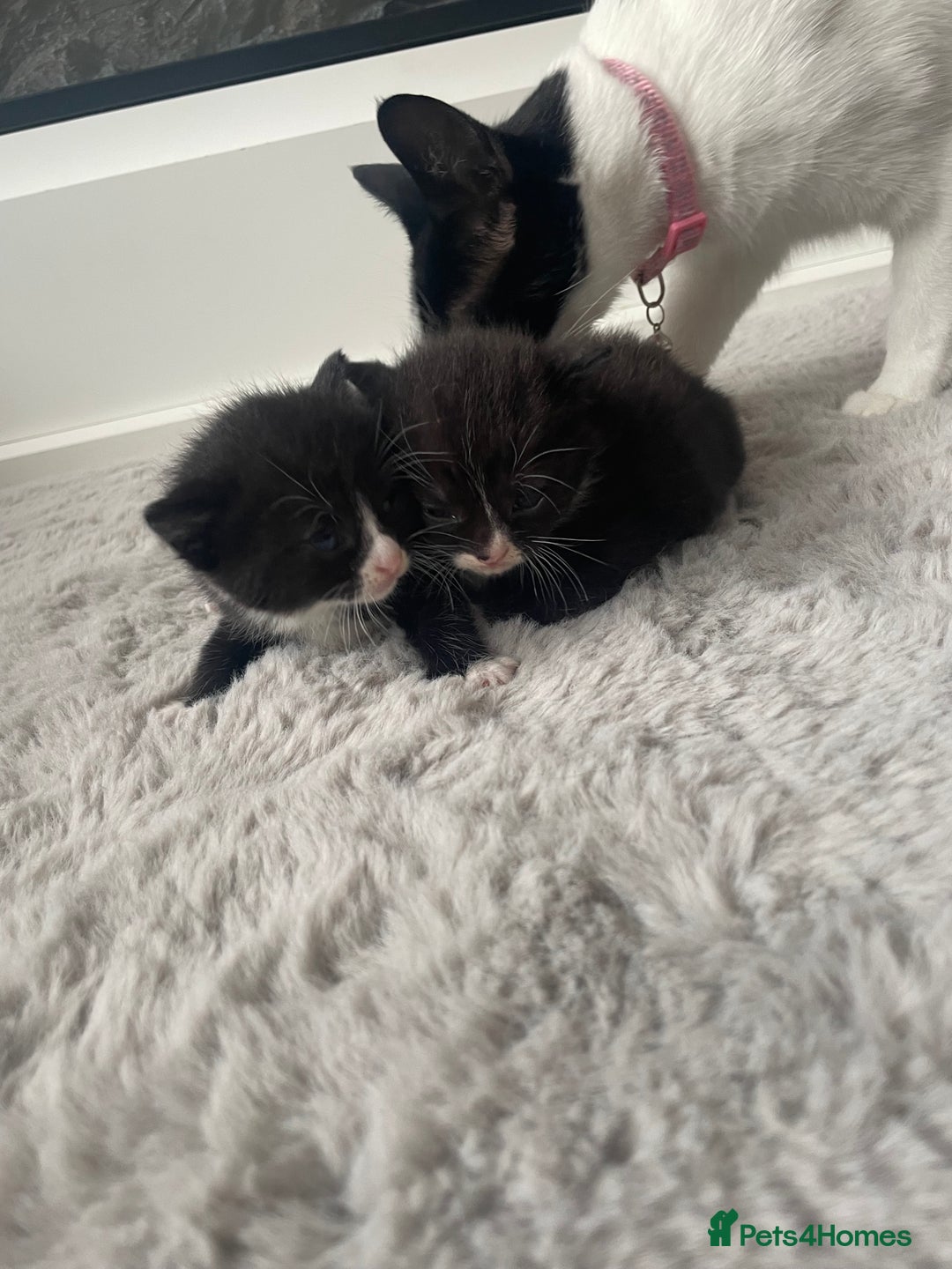 British Shorthair cats for sale: 8 adorable kittens - Image 9