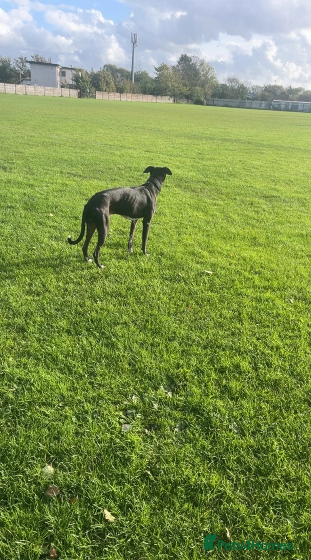 Lurcher dogs for stud: Nice Lurcher sire - Advert 2