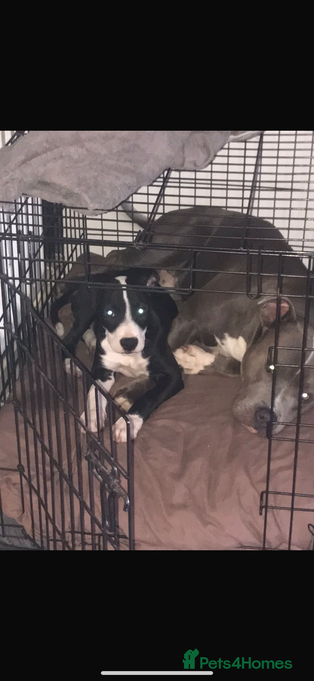 Staffordshire Bull Terrier dogs for sale: Staffordshire bull terrier girl  - Image 5