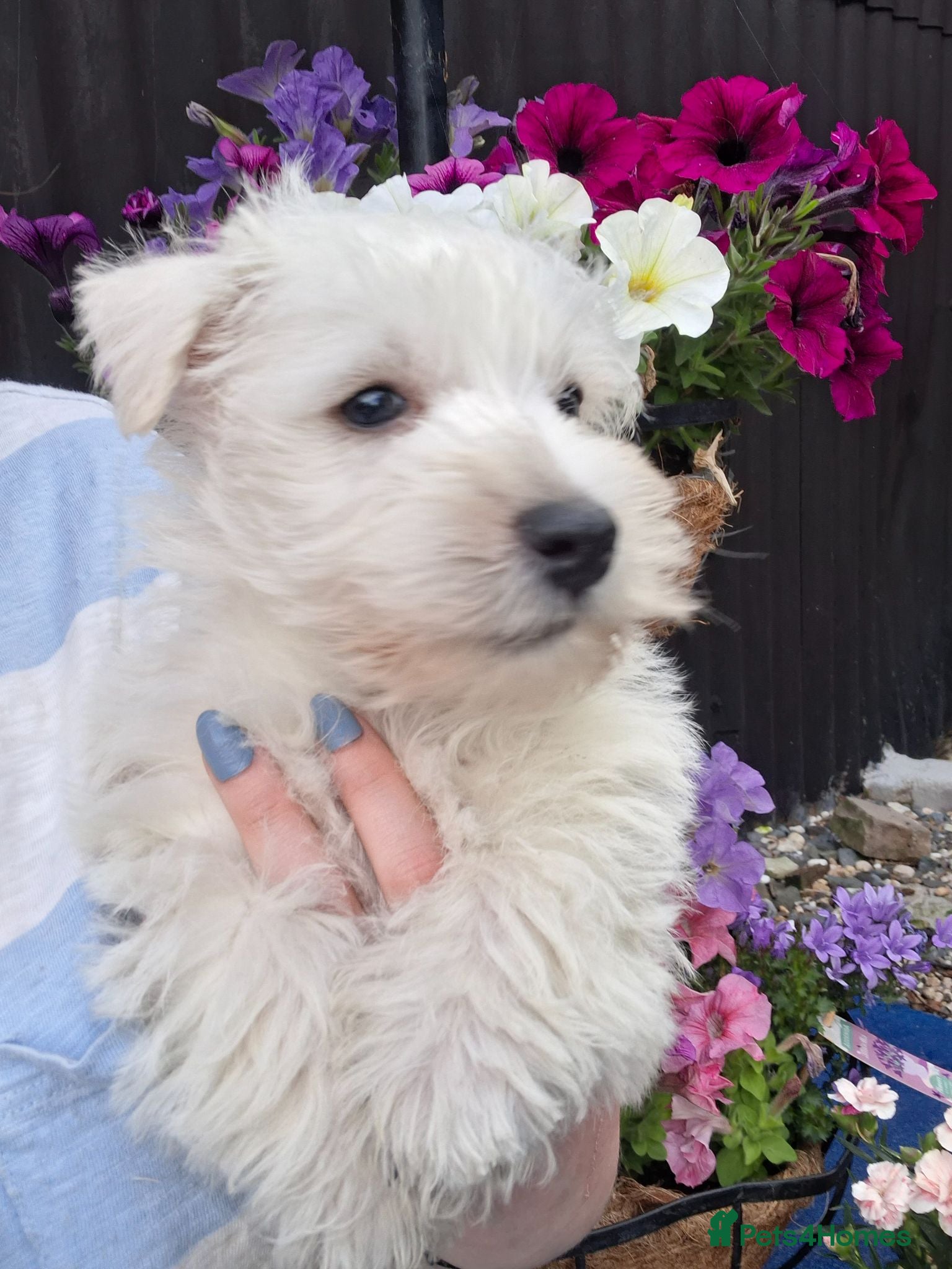 West Highland Terrier dogs Gorgeous kc reg westie pups - Advert 8