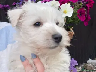 West Highland Terrier dogs Gorgeous kc reg westie pups - Advert 17