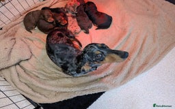 Doxiepoo dogs for sale: Adorable PRA clear daxipoos hypoallergenic  - Image 27