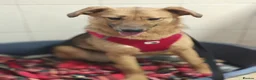 Mixed Breed dogs for adoption: ❤️🐶 MALTA – EASY TO LOVE, EASY TO LIVE WITH in Burton-on-Trent - Advert 13