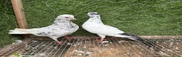 Pigeons birds for sale: Any Pair £65 - Healthy Breeding Pigeons - Advert 16