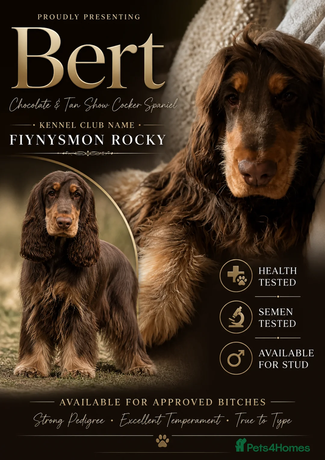Cocker Spaniel dogs for stud: Choc&Tan show cocker stud - Advert 1