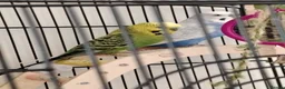 Budgerigars birds for sale: 2 budgies for sale  - Advert 2
