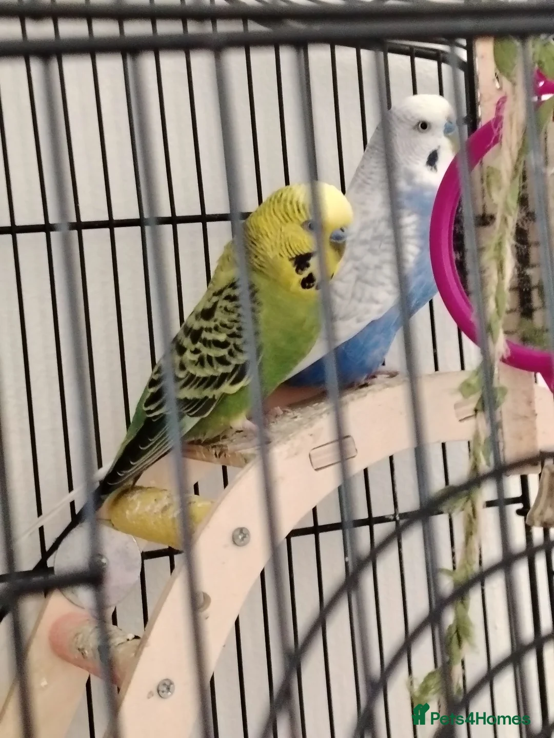Budgerigars birds for sale: 2 budgies for sale  - Advert 2