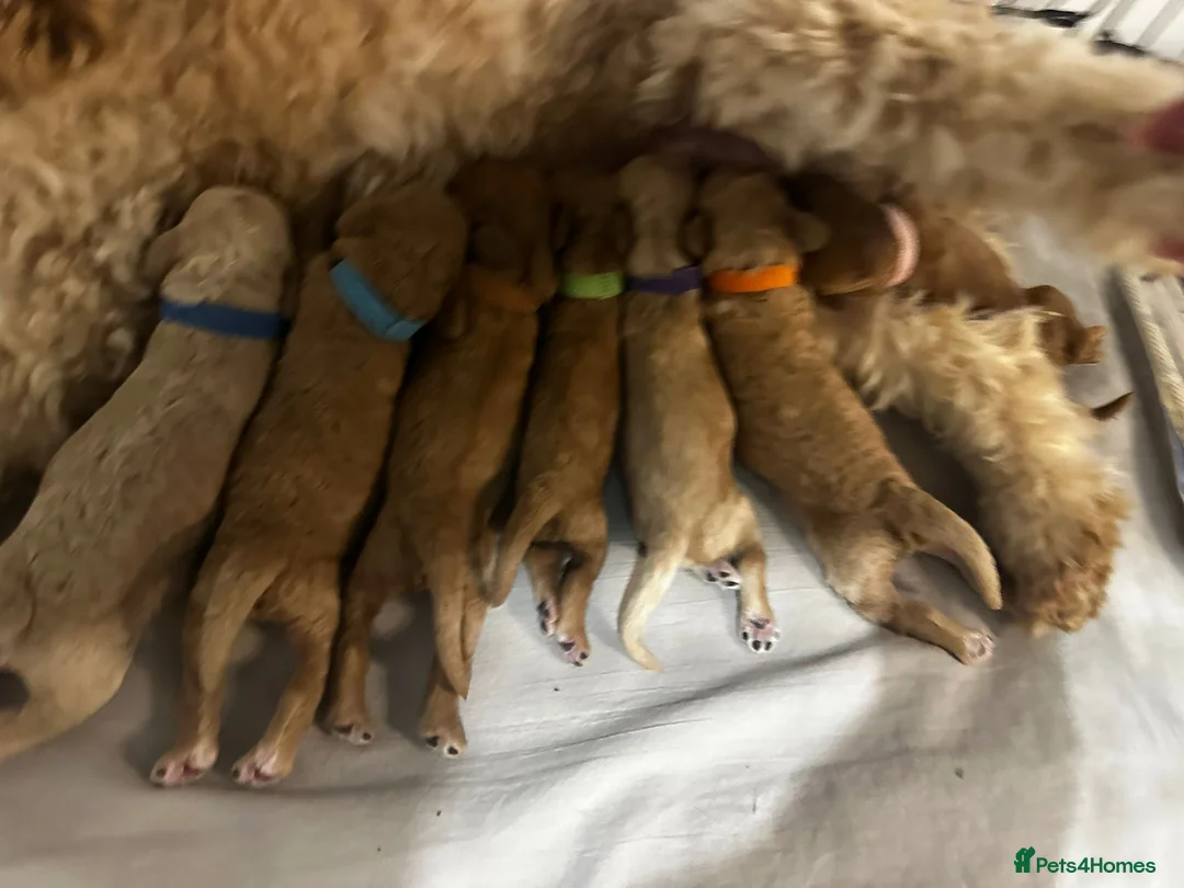 Cockapoo dogs for stud: F1b Red Proven Cockapoo DNA Tested F/F for Stud  in Coventry - Advert 14