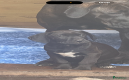 Cane Corso dogs for sale: Cane corso puppies - Image 7