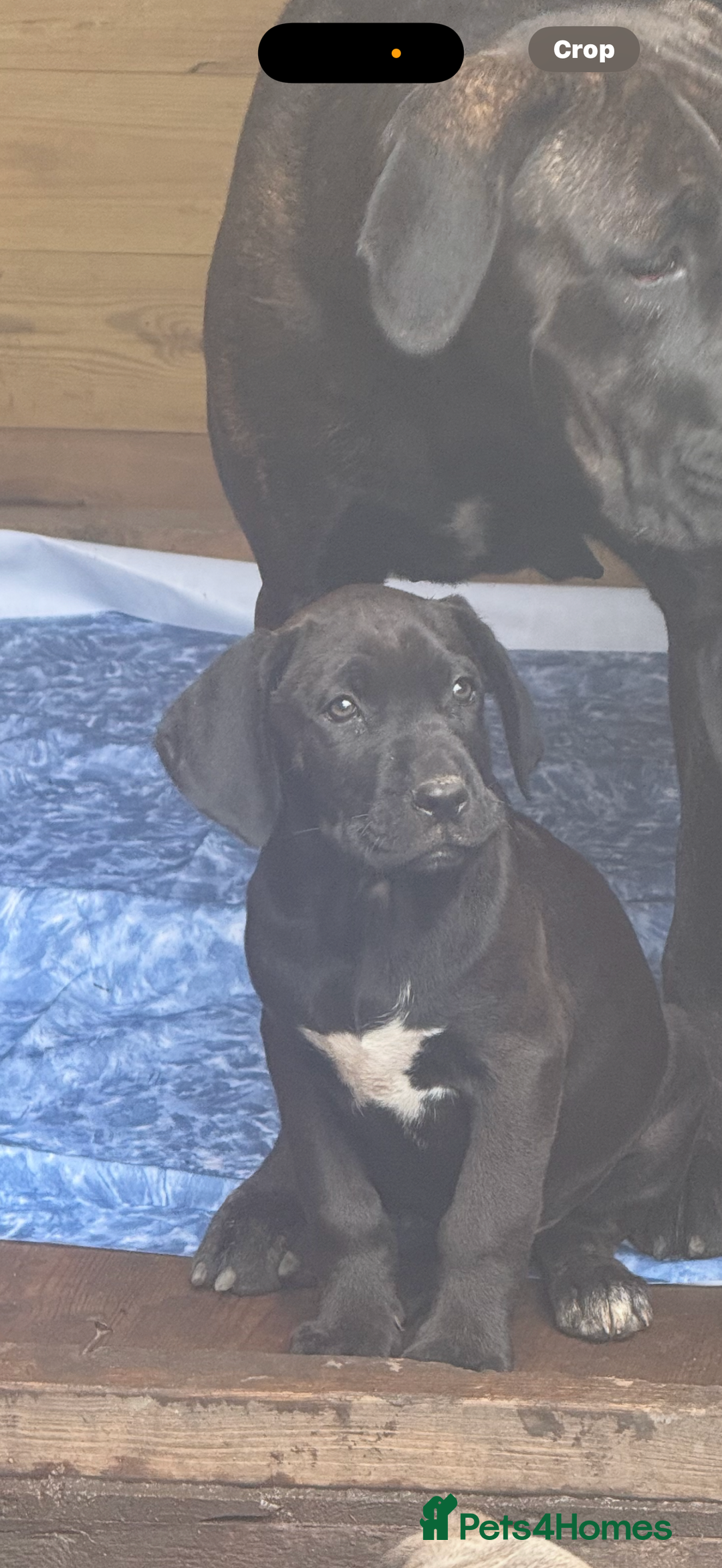 Cane Corso dogs for sale: Cane corso puppies - Image 7