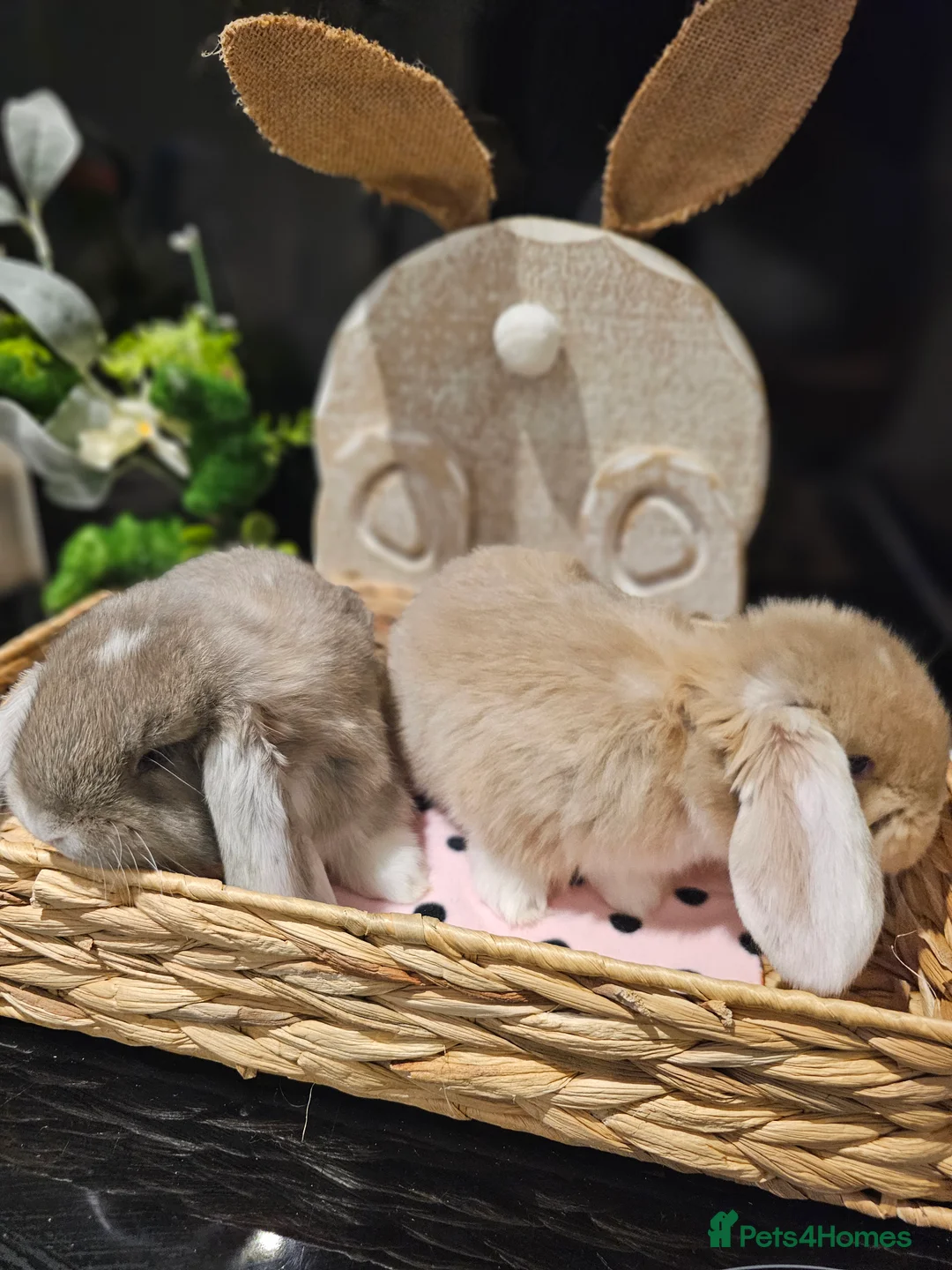 French Lop rabbits for sale: Giant French Lop Babies - Advert 6