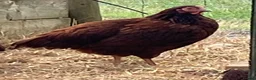 Chickens poultry for sale: Rhode Island Red - Advert 14