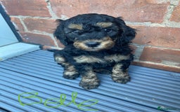 Cockapoo dogs for sale: Cockapoo x Toy Poodle puppies Phantom coloured - Image 1