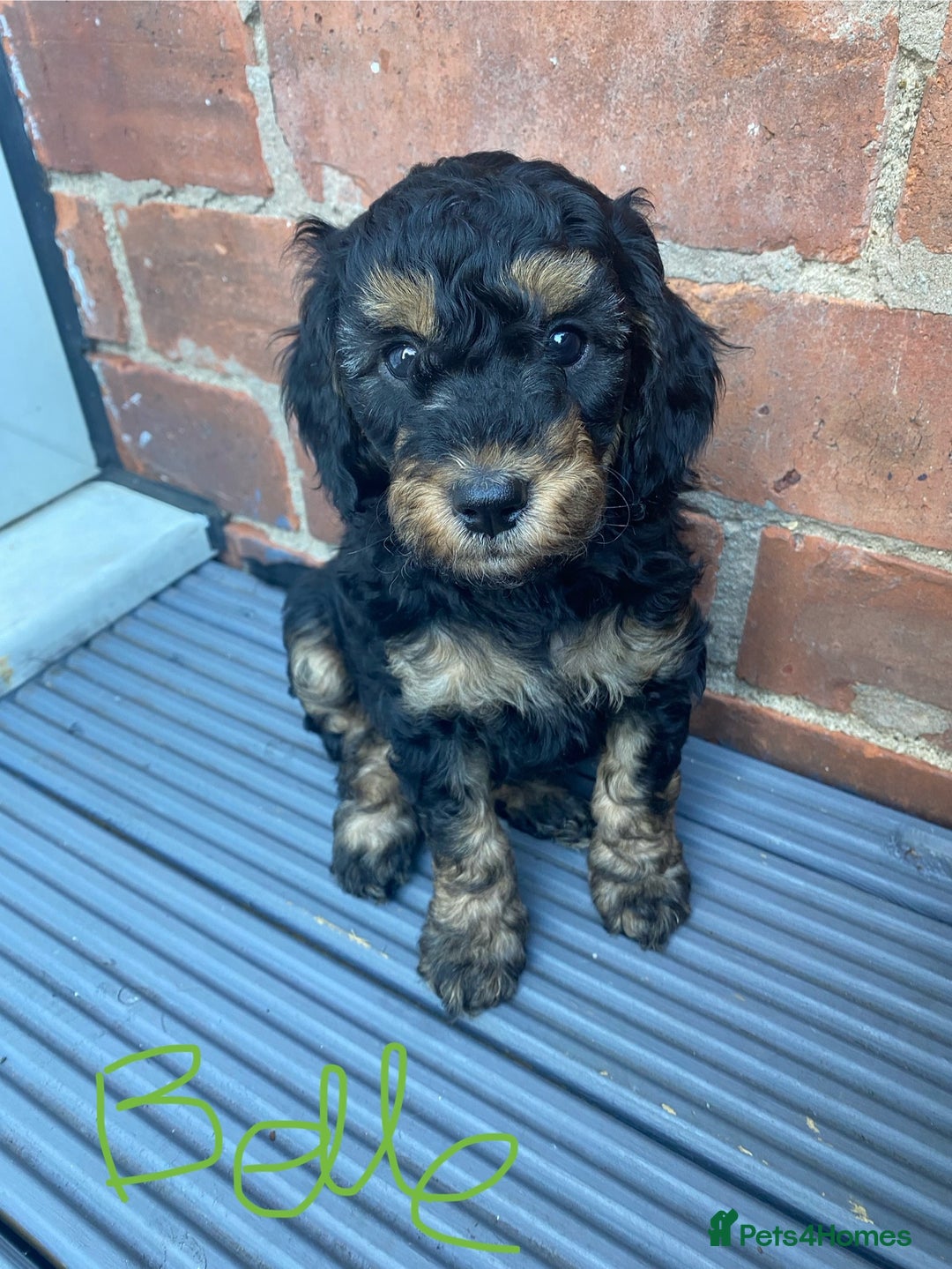 Cockapoo dogs for sale: Cockapoo x Toy Poodle puppies Phantom coloured - Image 1