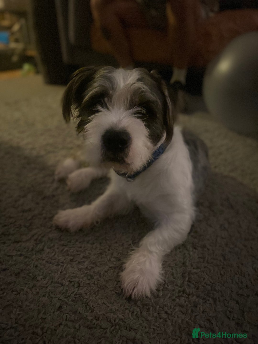 Mixed Breed dogs for sale: Mixed breed boy for sale  - Advert 5