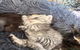 Bengal cats for sale: Beautiful half bengal kittens  - Image 29