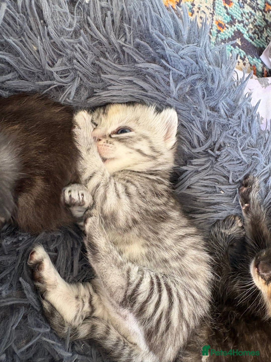 Bengal cats for sale: Beautiful half bengal kittens  - Image 29