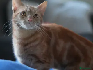 Domestic Shorthair cats 12-Month-Old Ginger Tabby Girl Indoor Only Croydon - Advert 1