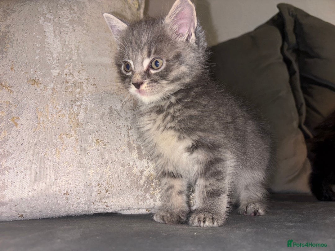 Maine Coon cats for sale: Maine Coon cross British short hair  - Image 4