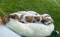 Jack Russell dogs for sale: Jack Russell puppies  - Image 3