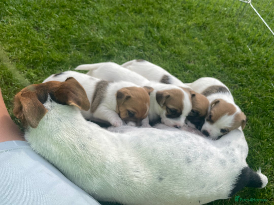 Jack Russell dogs for sale: Jack Russell puppies  - Image 3