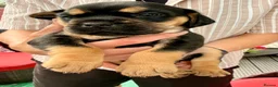 Mixed Breed dogs for sale: Sara Mendy in London - Advert 8