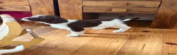 English Springer Spaniel dogs for sale: Gorgeous Springer Spaniel Pups - Advert 14