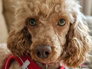 Miniature Poodle dogs Female Mini Poodle - Advert 1